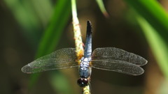 Brachydiplax chalybea