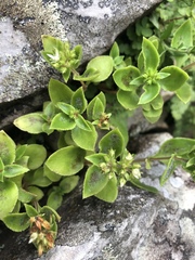 Crassula pellucida brachypetala