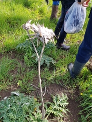 Cynara syriaca