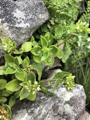 Crassula pellucida brachypetala