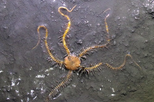 Ophiacantha bidentata