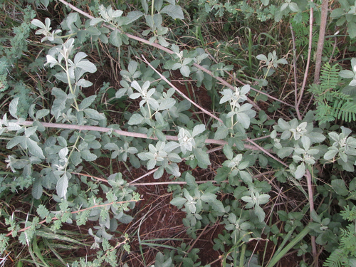 Vitex zeyheri image