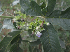 Vitex zeyheri image