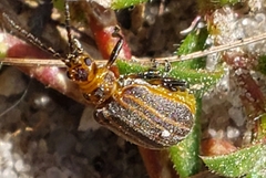 Neolochmaea dilatipennis