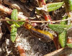 Neolochmaea dilatipennis