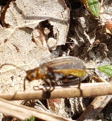Neolochmaea dilatipennis