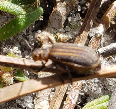 Neolochmaea dilatipennis