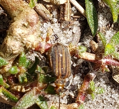 Neolochmaea dilatipennis