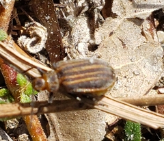 Neolochmaea dilatipennis