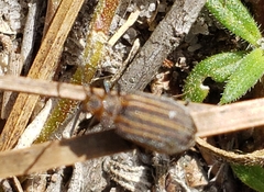 Neolochmaea dilatipennis