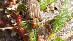 Neolochmaea dilatipennis