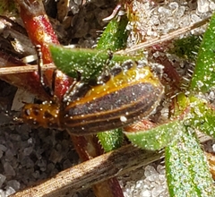 Neolochmaea dilatipennis