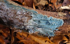 Byssocorticium atrovirens