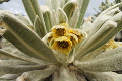 Espeletia pycnophylla