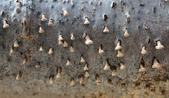 Porodisculus pendulus