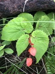 Begonia sutherlandii