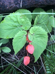 Begonia sutherlandii