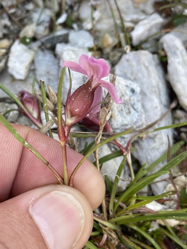 Image of Dianthus glacialis by (c) Thomas Ebner, some rights reserved (CC BY)