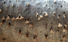 Porodisculus pendulus