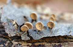 Porodisculus pendulus