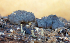 Trichoderma flavipes