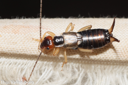 Western Earwig