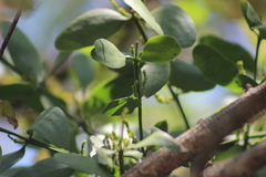 Phoradendron quadrangulare
