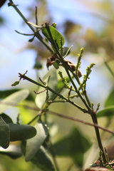 Phoradendron quadrangulare
