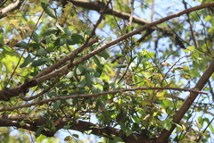 Phoradendron quadrangulare