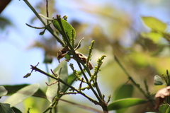 Phoradendron quadrangulare