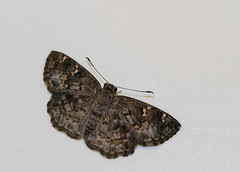 Celaenorrhinini