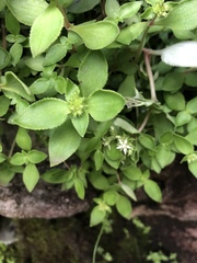 Crassula pellucida brachypetala
