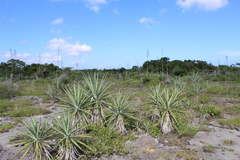 Agave vivipara