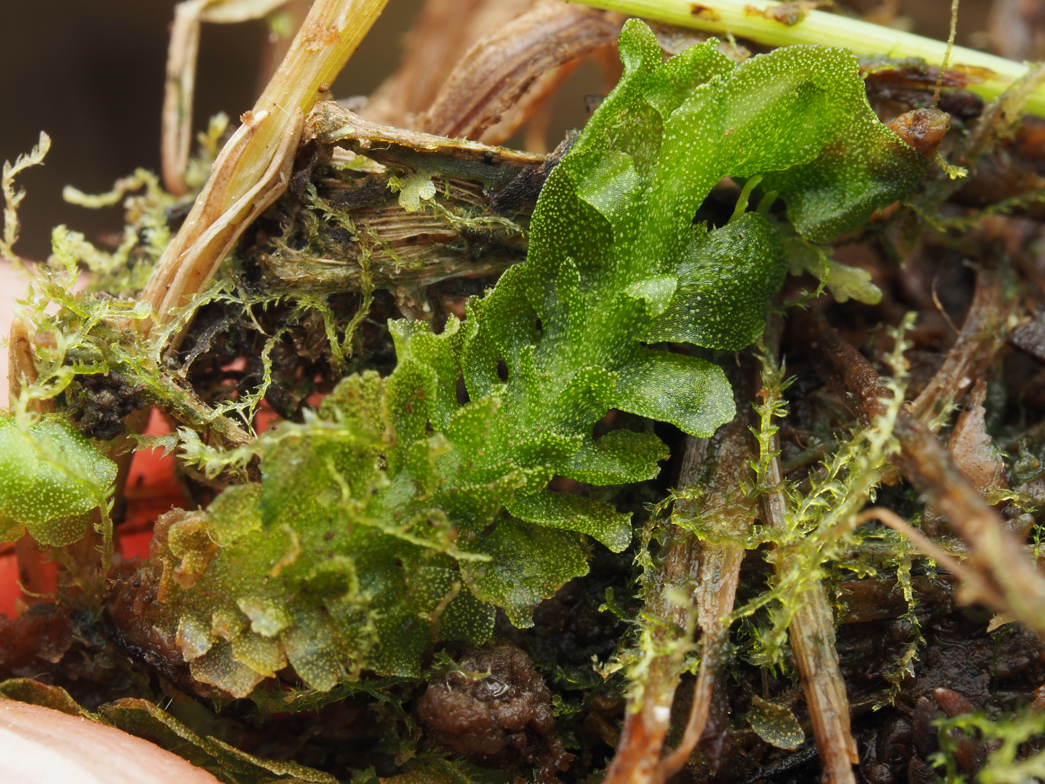 Apotreubia nana