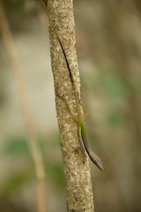 Anolis hendersoni