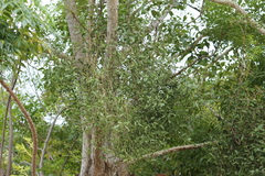 Phoradendron quadrangulare