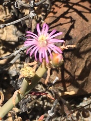 Mesembryanthemum junceum