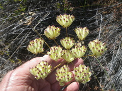 Annesorhiza macrocarpa