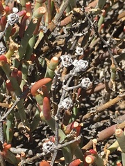 Mesembryanthemum junceum