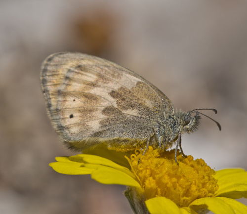 Common Ringlet photo 3