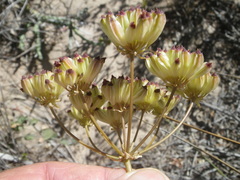 Annesorhiza macrocarpa
