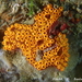 San Diego Sea Squirt - Photo (c) Frédéric ANDRE, some rights reserved (CC BY-NC), uploaded by Frédéric ANDRE