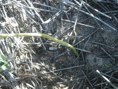 Annesorhiza macrocarpa