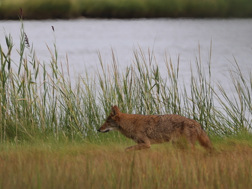 Coyote photographed in Connecticut