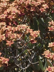 Ruschia pungens