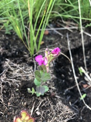 Polygala ohlendorfiana