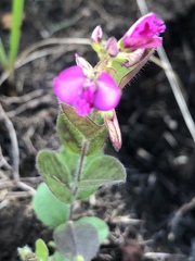 Polygala ohlendorfiana