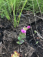 Polygala ohlendorfiana