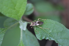Hypselonotus punctiventris