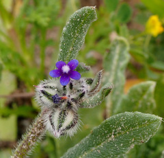 Anchusa aggregata
